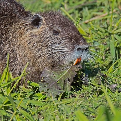 Nutria Mike Friel Flickr