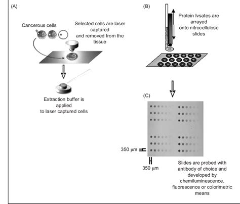 Figure From Utility Of Reverse Phase Protein Arrays Applications To