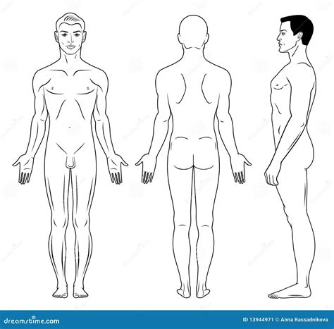Naked Standing Man Stock Vector Illustration Of Naked
