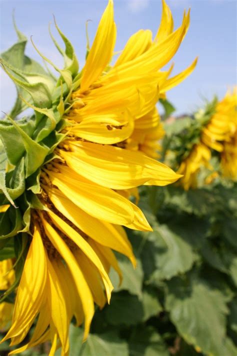 Summer sunflowers – Artofit