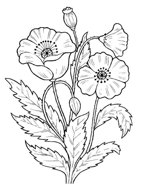 Adult Coloring Pages Poppies Coloring Pages