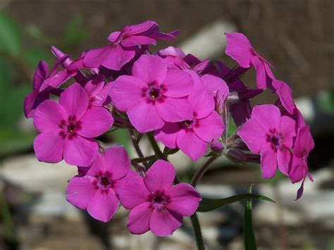 Wild Pink Phlox