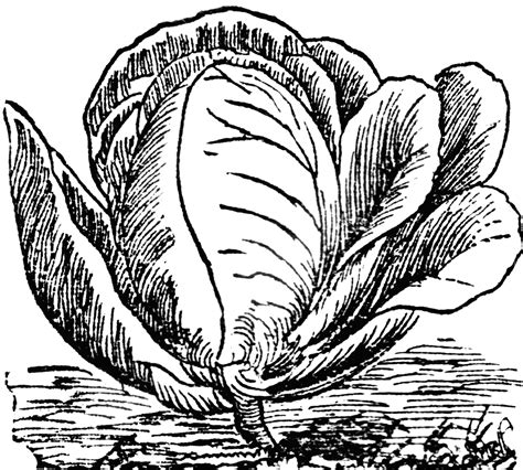 Cabbage | ClipArt ETC