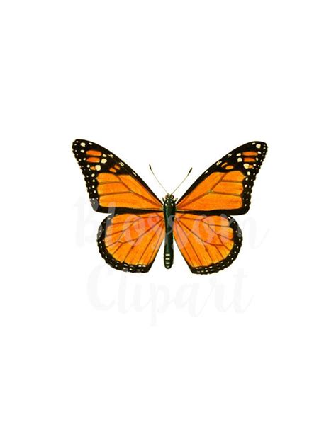 Vintage Butterfly Clipart for Invitations, Scrapbook, Collage, Prints 1467 - Etsy