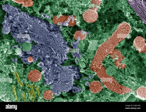 spiral ganglion  res stock photography  images alamy