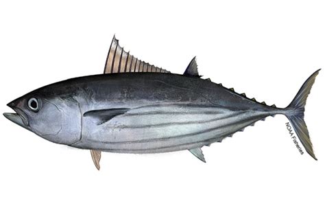 Atlantic Skipjack Tuna Noaa Fisheries