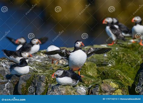 Colorful Atlantic Puffin Or Comon Puffin Fratercula Arctica In N Stock