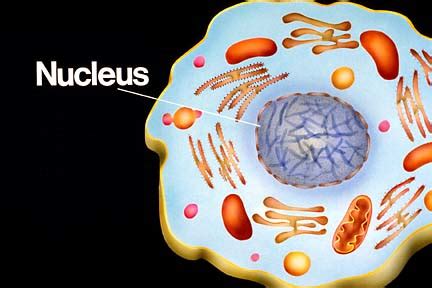 Structure and Function of Nucleus in the Cell - Notes for Pakistan