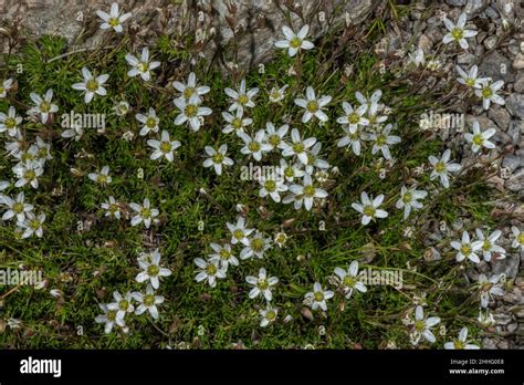 Minuartia Verna Hi Res Stock Photography And Images Alamy