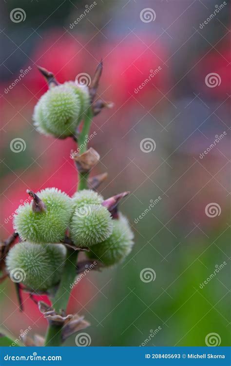 Green Spiky Ball Plant of Unknown Kind Stock Image - Image of nature ...