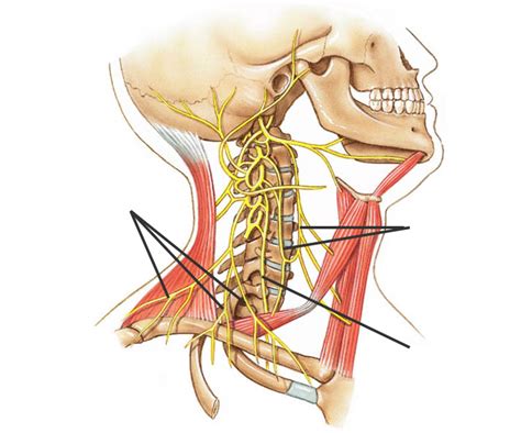 Cervical plexus Diagram | Quizlet