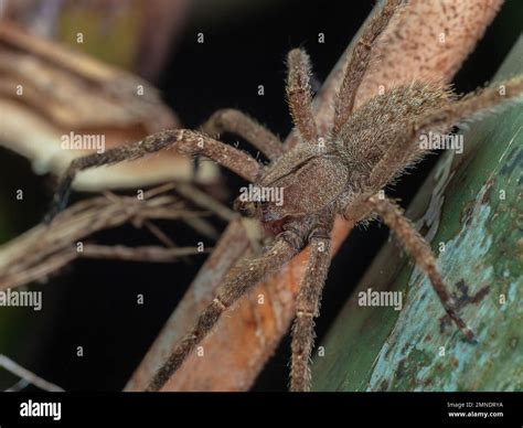 Brazilian wandering spider habitat hi-res stock photography and images ...