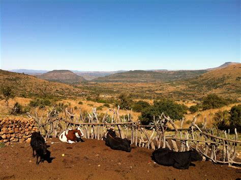 Cattle Kraal Pictures - Livestock Cattle