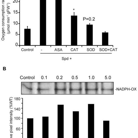 Effect Of Exogenous Spd And Dpi On Ros Homeostasis In Arabidopsis