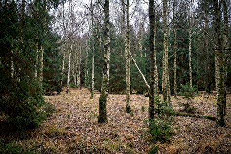 Dit Overblik Over Hovedstaden Vil Du Se Giraffen Her Er Dyret Der