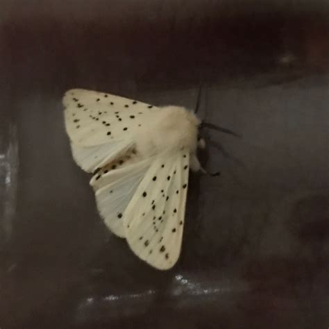 White Ermine Spilosoma Lubricipeda Observation Org