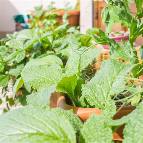 Strawberry Plants 1 Strawberry Resource