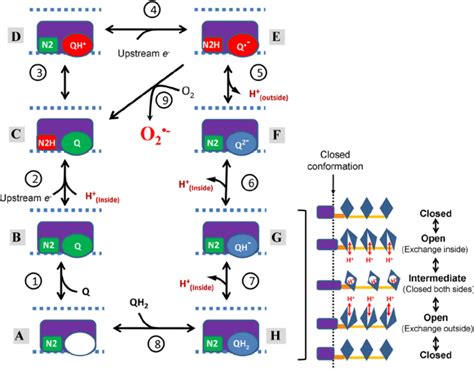 Model Of Electron Transfer And Proton Translocation By Complex I The