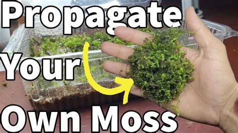 How Togrow Sphagnum Mossdried Mosspropagate Aquarium And Terrarium