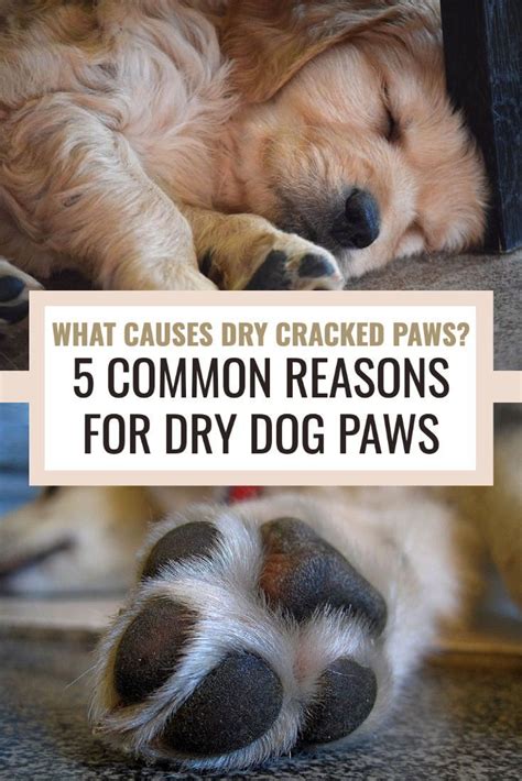 What Causes Dry Cracked Dog Paws Learn How To Help Your Dog Find Fast