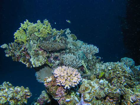 Recifes De Coral No Mar Vermelho Foto De Stock Imagem De Ambiente