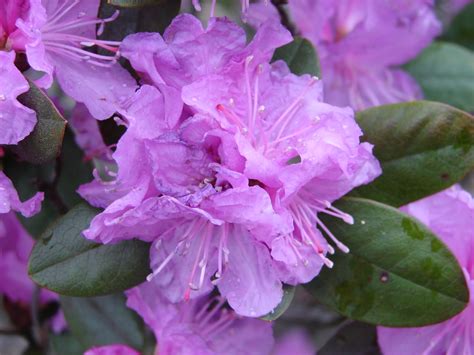 One Love Farm: Azalea
