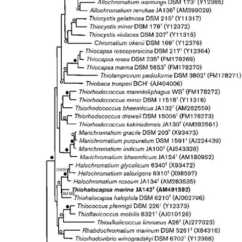 Phylogenetic consensus tree based on 16S rRNA gene sequences showing ... 