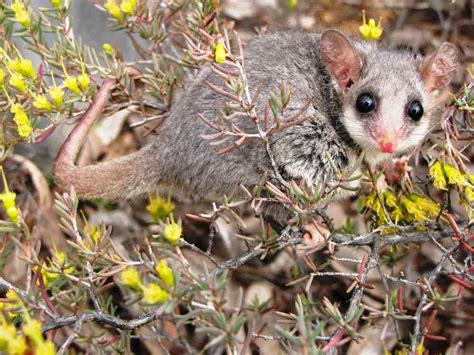 Eastern Pygmy Possum Profile: Traits, Facts, Habitat, Diet - Mammal Age