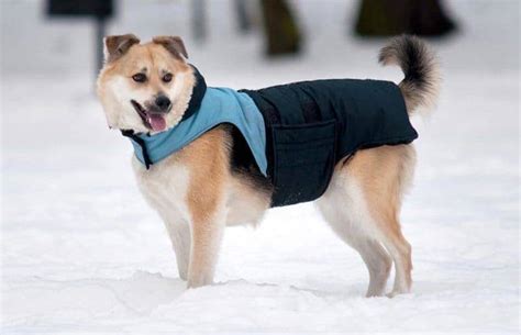 4 Best Dog Coats For Large Dogs: Jackets For Giant Canines!