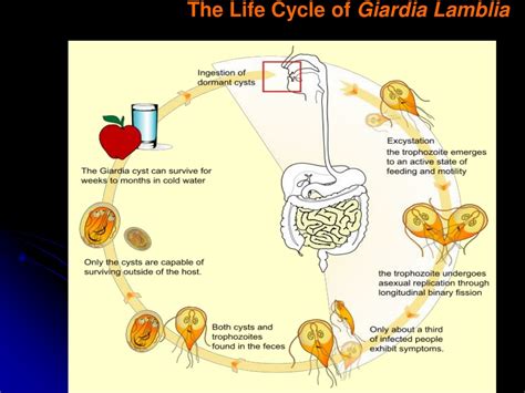 Ppt The Life Cycle Of Giardia Lamblia Powerpoint Presentation Free Download Id9536640