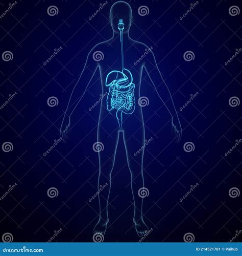 3d Illustration Of Human Digestive System Stomach Anatomy Stock