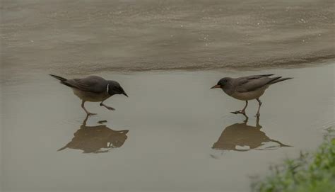 Premium Photo Two Birds Are Standing In A Puddle Of Water