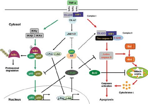 2 Androgen action on TNF α induced signaling pathways TNF α