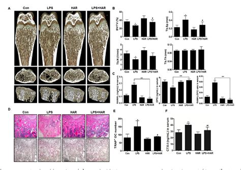 Figure 4 From Harpagoside Inhibits RANKL Induced Osteoclastogenesis Via