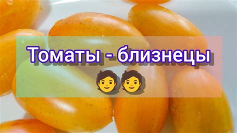 Томаты - близнецы// Блаш (Стыдливый румянец), Котя F1, Золото Амишей ...