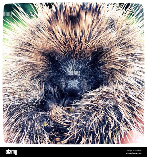 Baby hedgehog european hi-res stock photography and images - Alamy