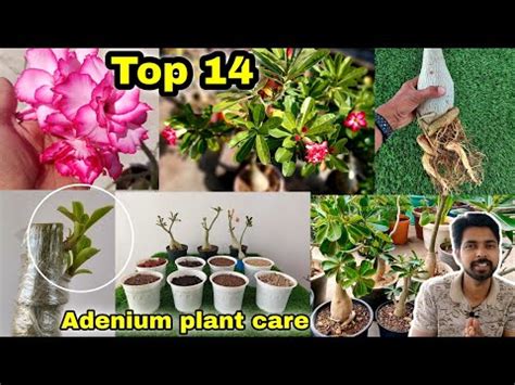 adenium plant soil mixture guide  tips prakratikcom