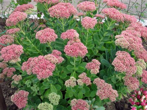 Hylotelephium Spectabile Sedum Spectabile Showy Stonecrop World