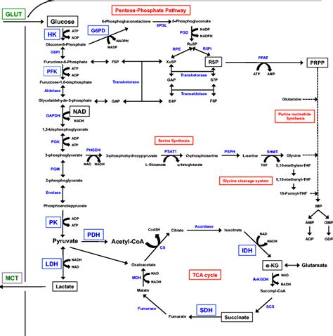 Landscape Of Glycolysis And Its Associated Metabolic Pathways