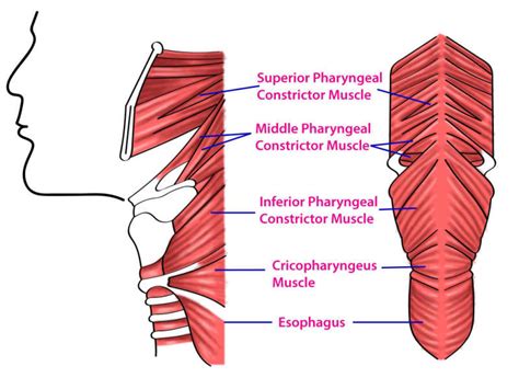 Anatomy Head And Neck Pharyngeal Muscles Statpearls Ncbi Bookshelf