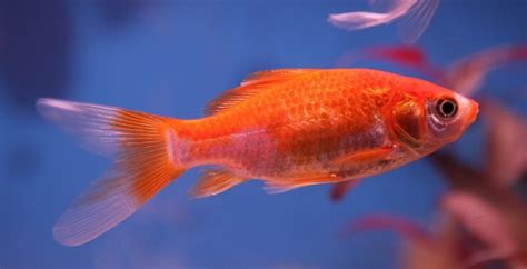 21 Popular Types Of Goldfish For Beginners Everything Fishkeeping