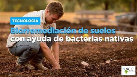 Biorremediaci N De Suelos Con Ayuda De Bacterias Nativas V Deo