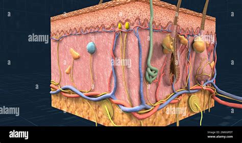 Cutaneous Sense Hi Res Stock Photography And Images Alamy