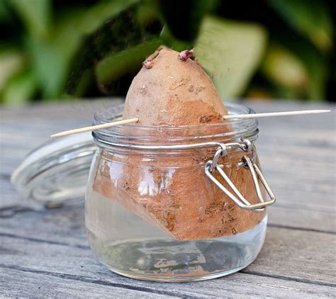 Starting Sweet Potato Slips How To Grow Sweet Potatoes From The Store