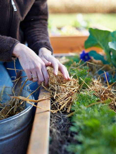 8 Essential Tips For Mulching With Straw In Your Vegetable Garden Mulching Vegetable Garden