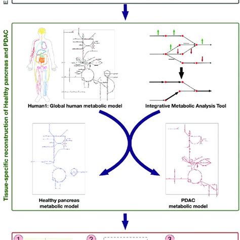 Schematic Of The Workflow For Generating Healthy Pancreas And Pdac