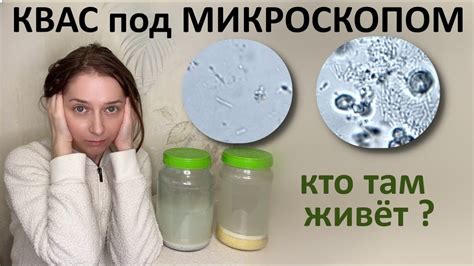 Квас хороший и плохой под микроскопом. Разница в микробиоме. - YouTube