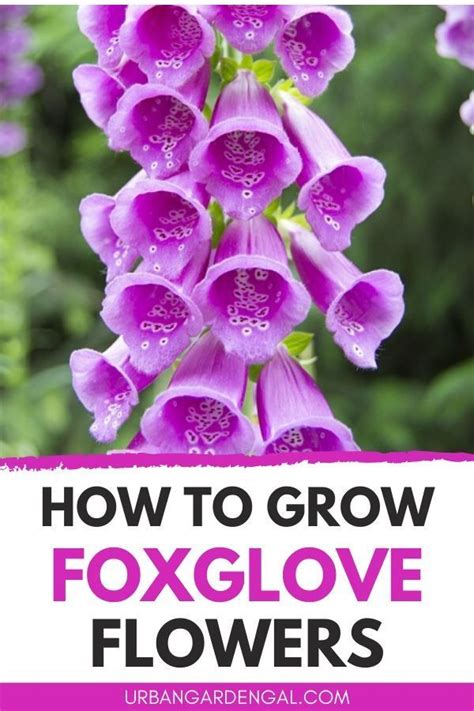 How To Grow Foxglove Flowers Gardening For Beginners Flower Garden