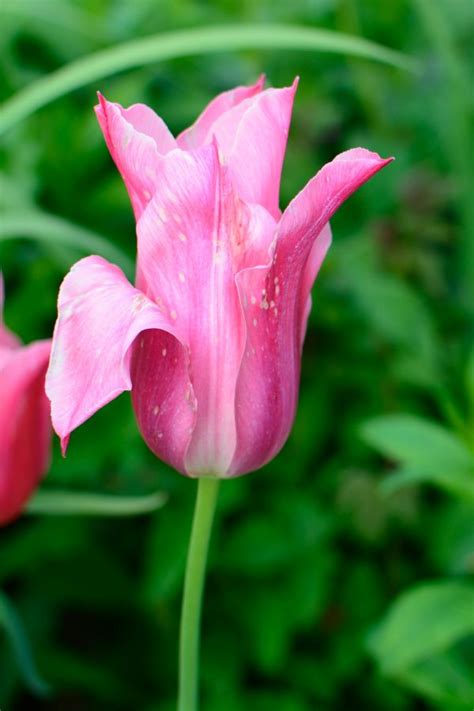 Free Images Nature Blossom Flower Petal Bloom Tulip Spring Red