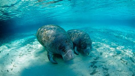 Florida’s famous manatees were originally tourists | Popular Science